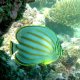 88- Poisson-papillon orne 